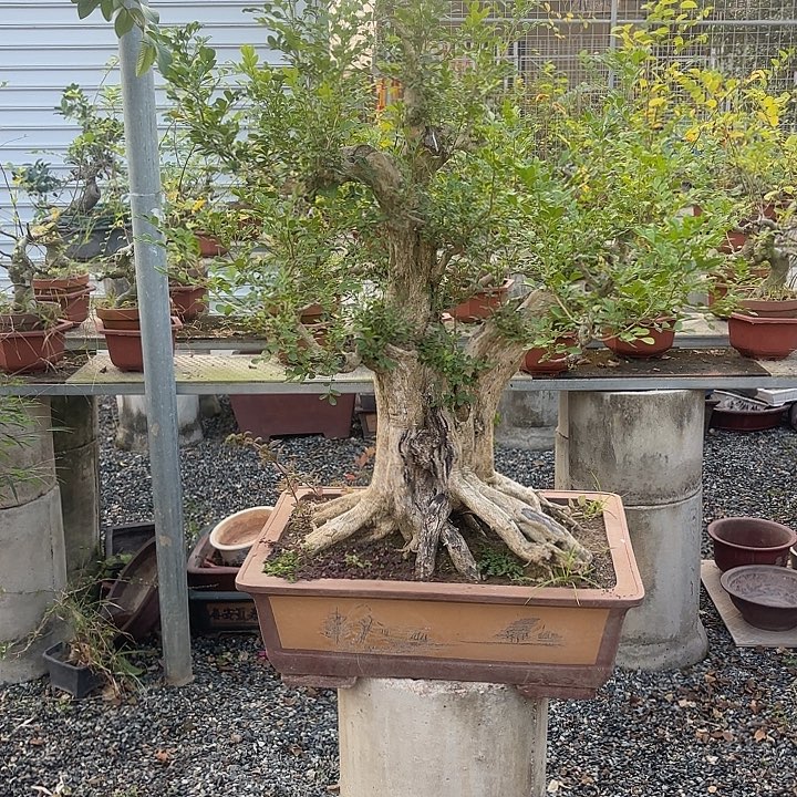 林***澎无花朵哈哈哈哈哈哈