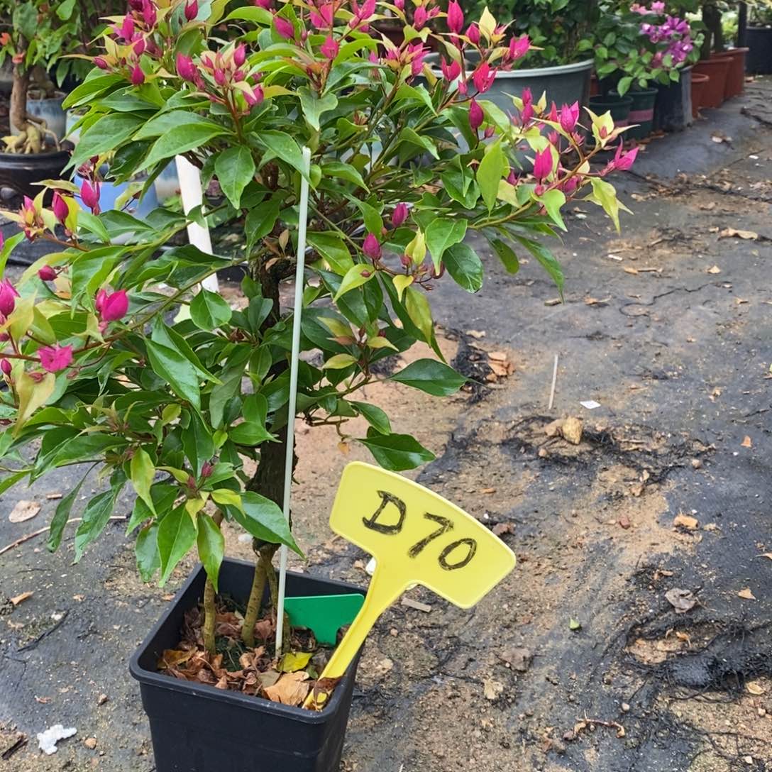 无花朵三角梅紫红桑巴D70