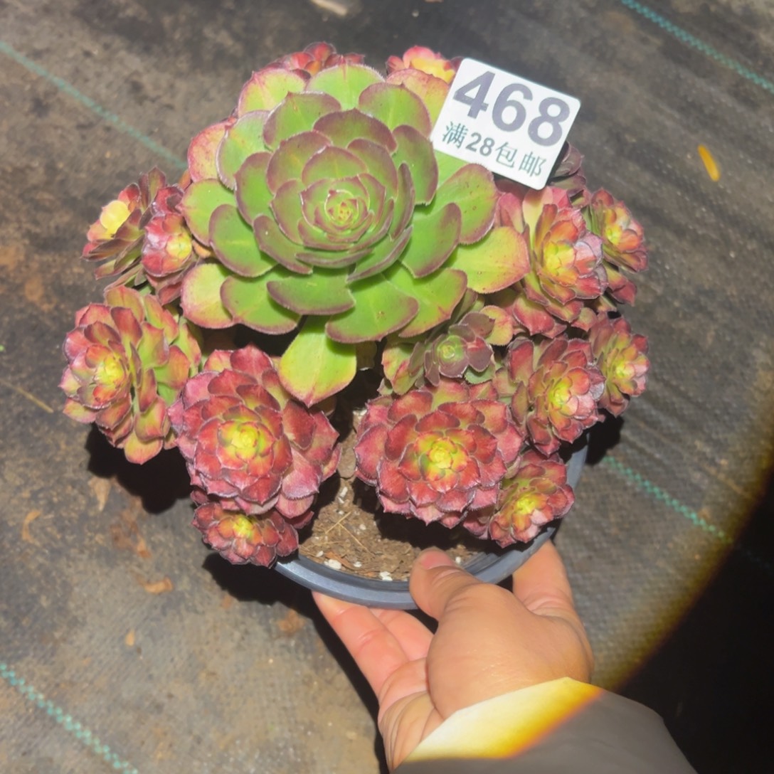 多肉植物468脱土的