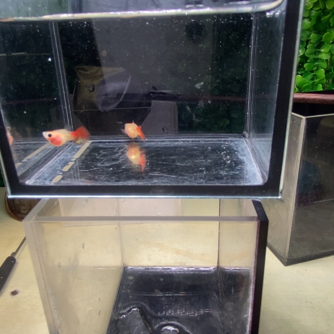 孔雀鱼银河琉璃一对