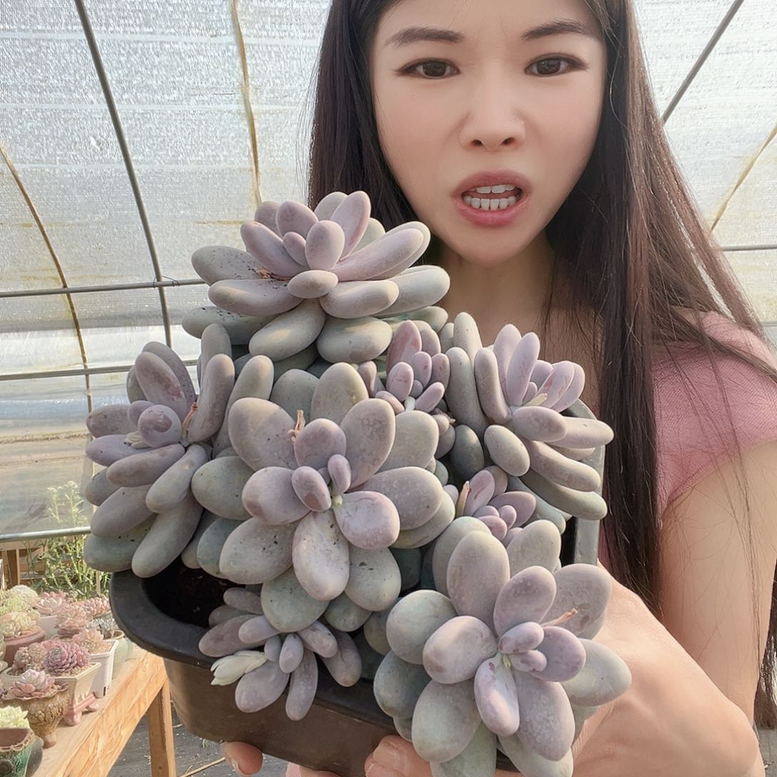 多肉植物一物一拍