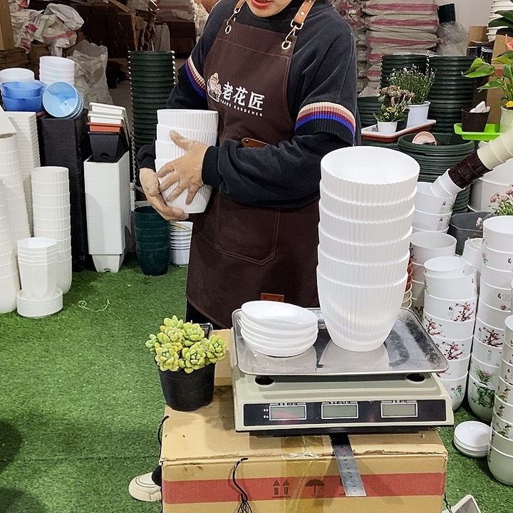 树纹口15高13白色6个带拖