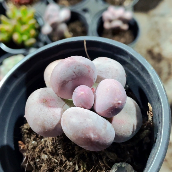 小 屁 桃 加菲猫蟠桃奶