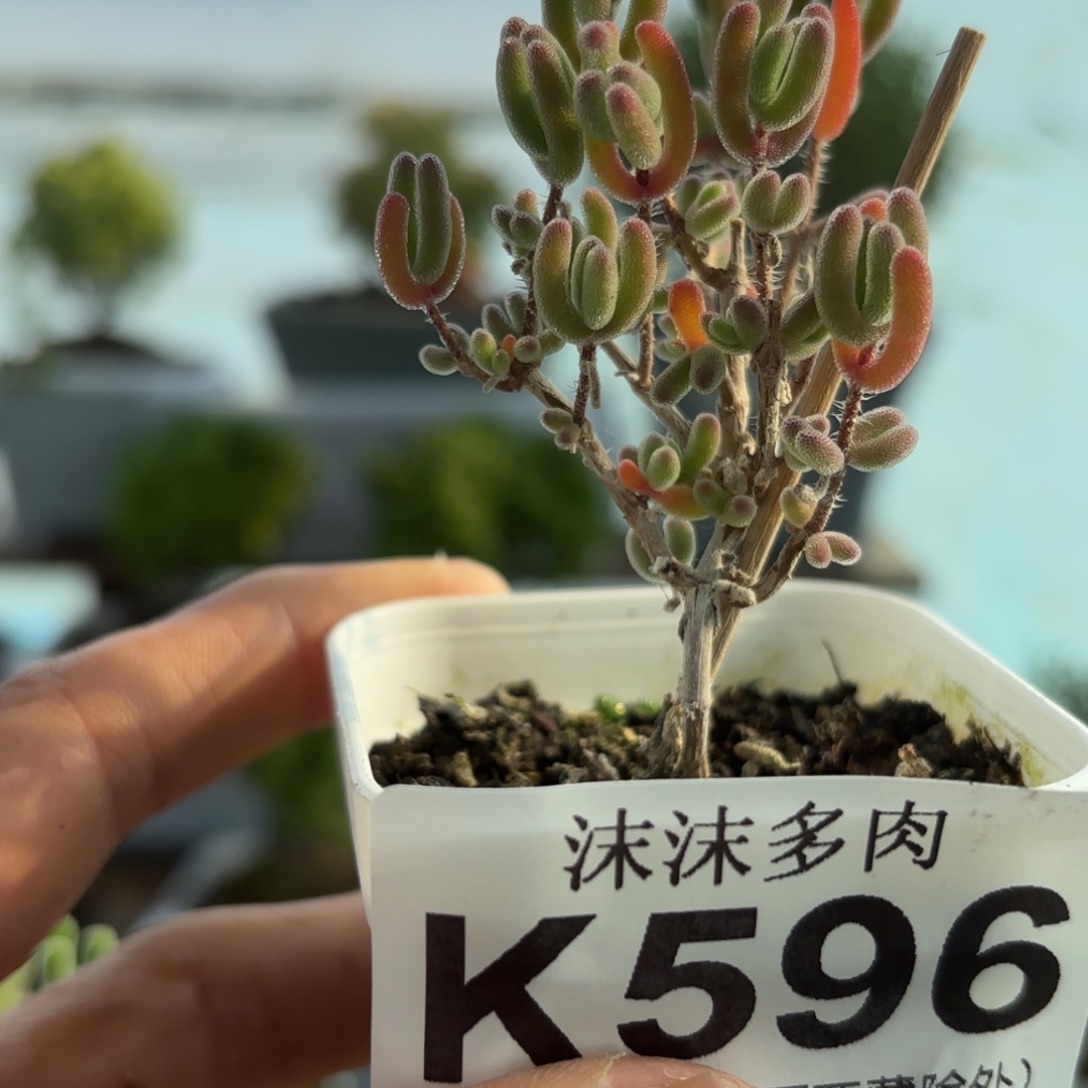 柠***桔596红叶枝干下播福利