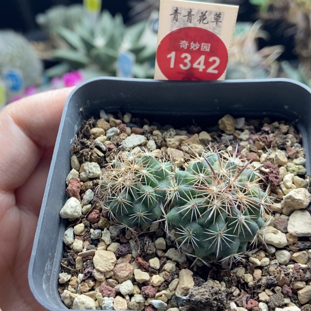 实生双头豪刺琥爪玉一颗