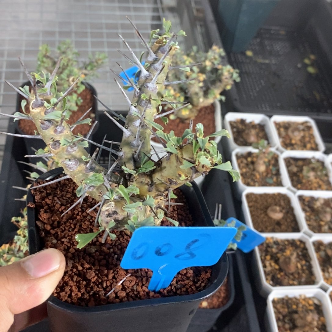 格思龙骨葵多肉植物