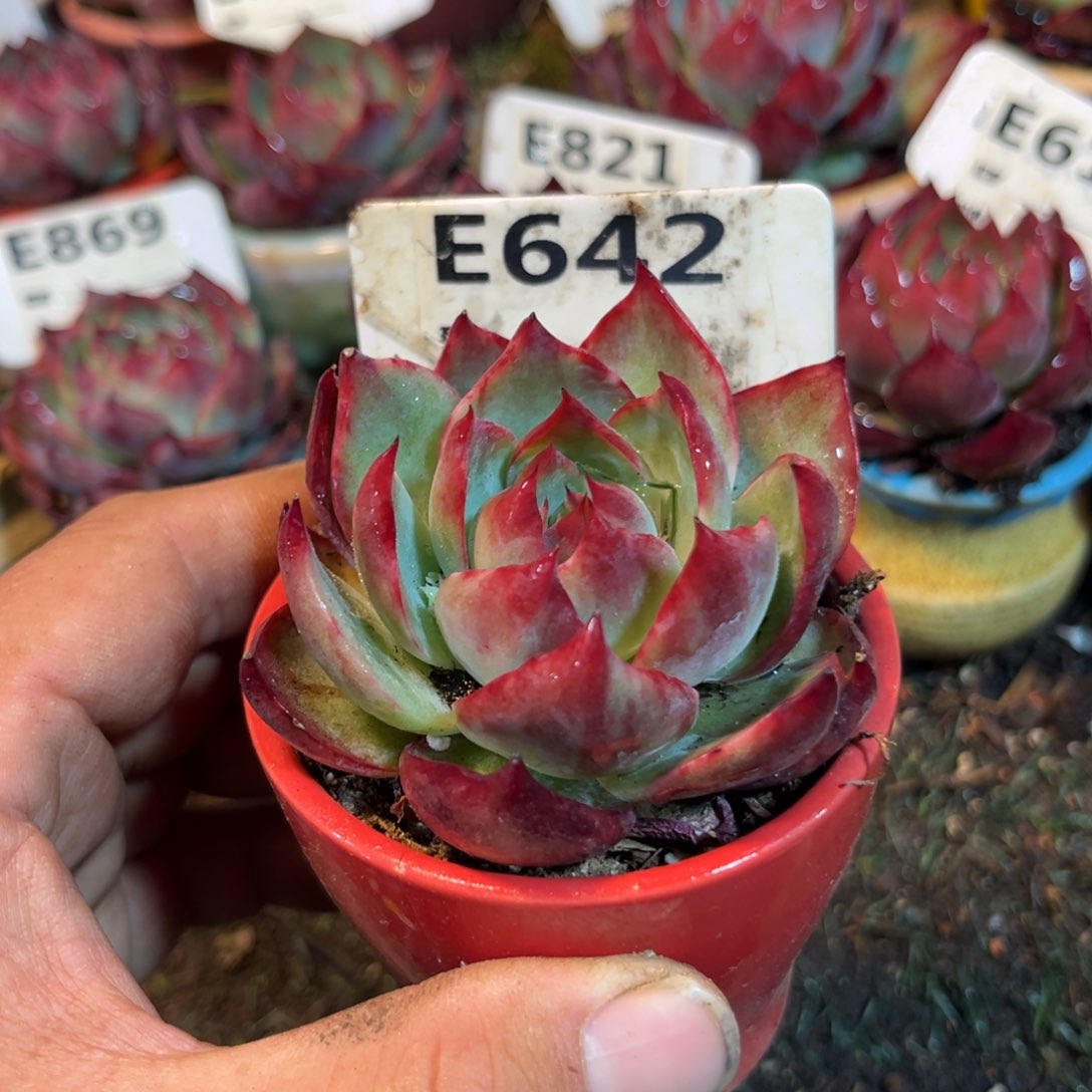 惊鸿一瞥642号多肉