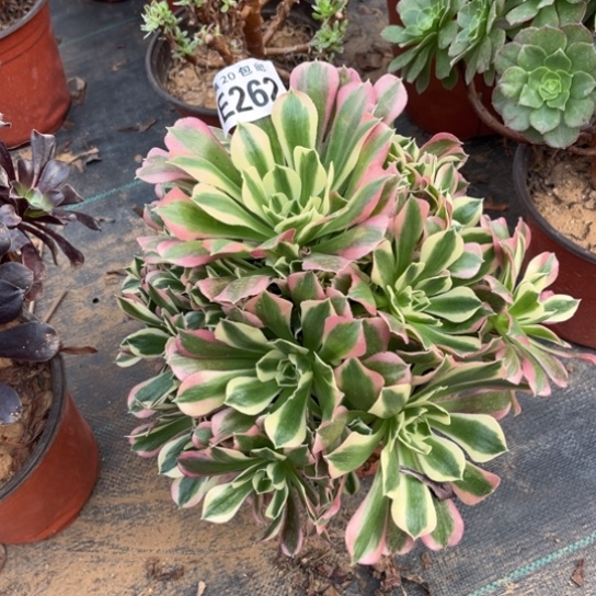 262白凤法师不包断枝