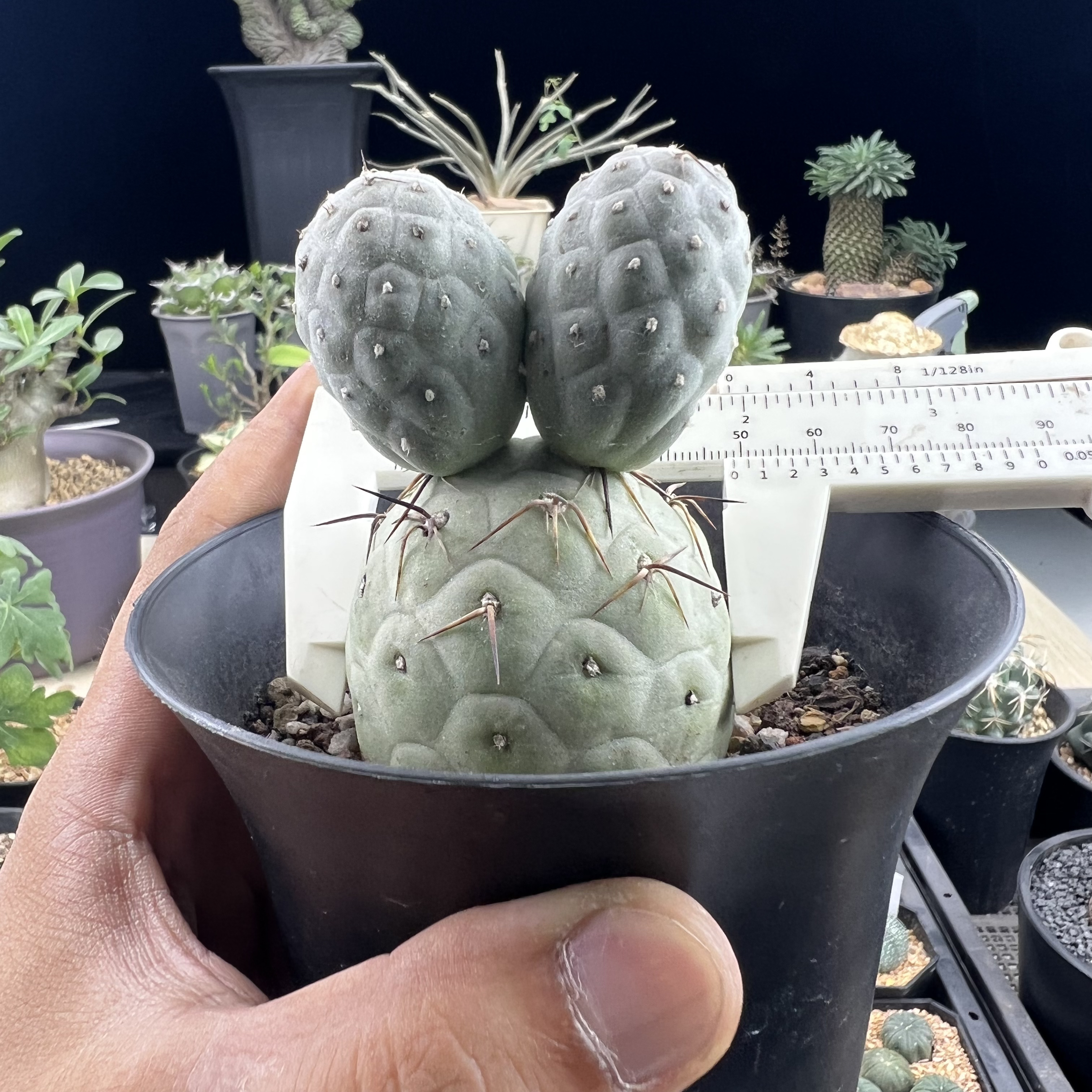 习志野团扇一物一拍带盆发