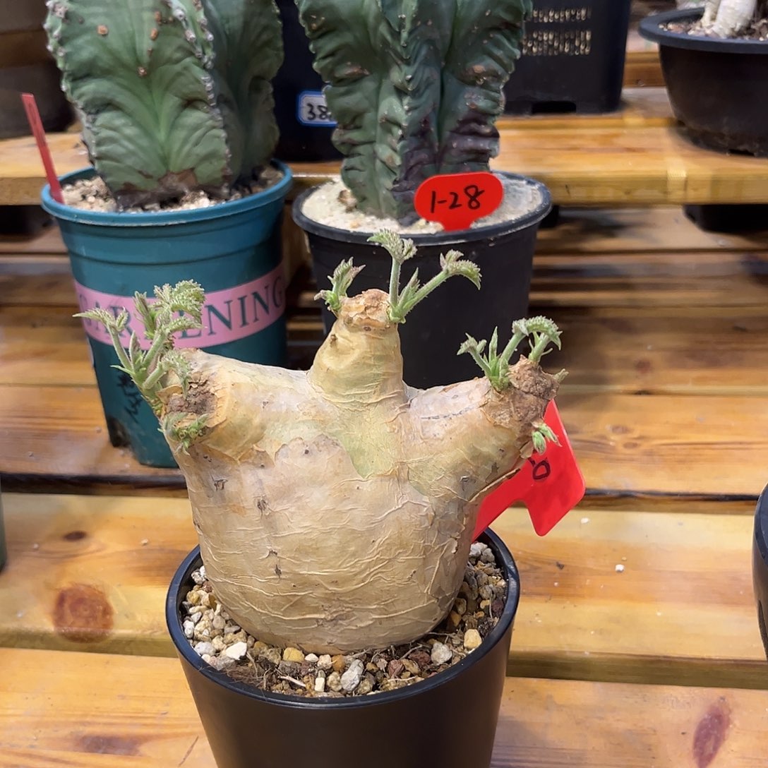 汤圆植物安哥拉葡萄翁4120