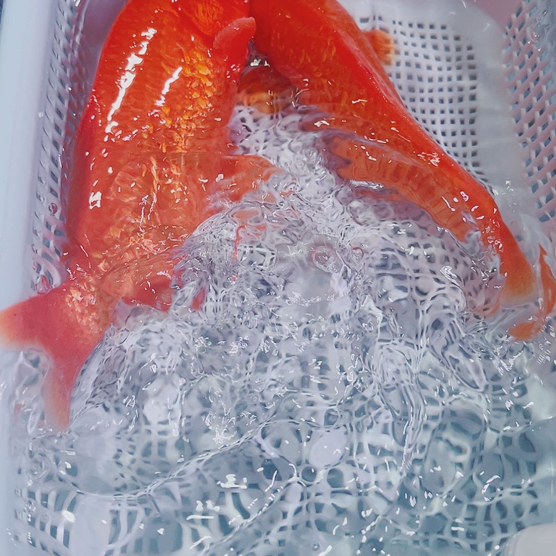 锦鲤锦鲤冷水鱼观赏