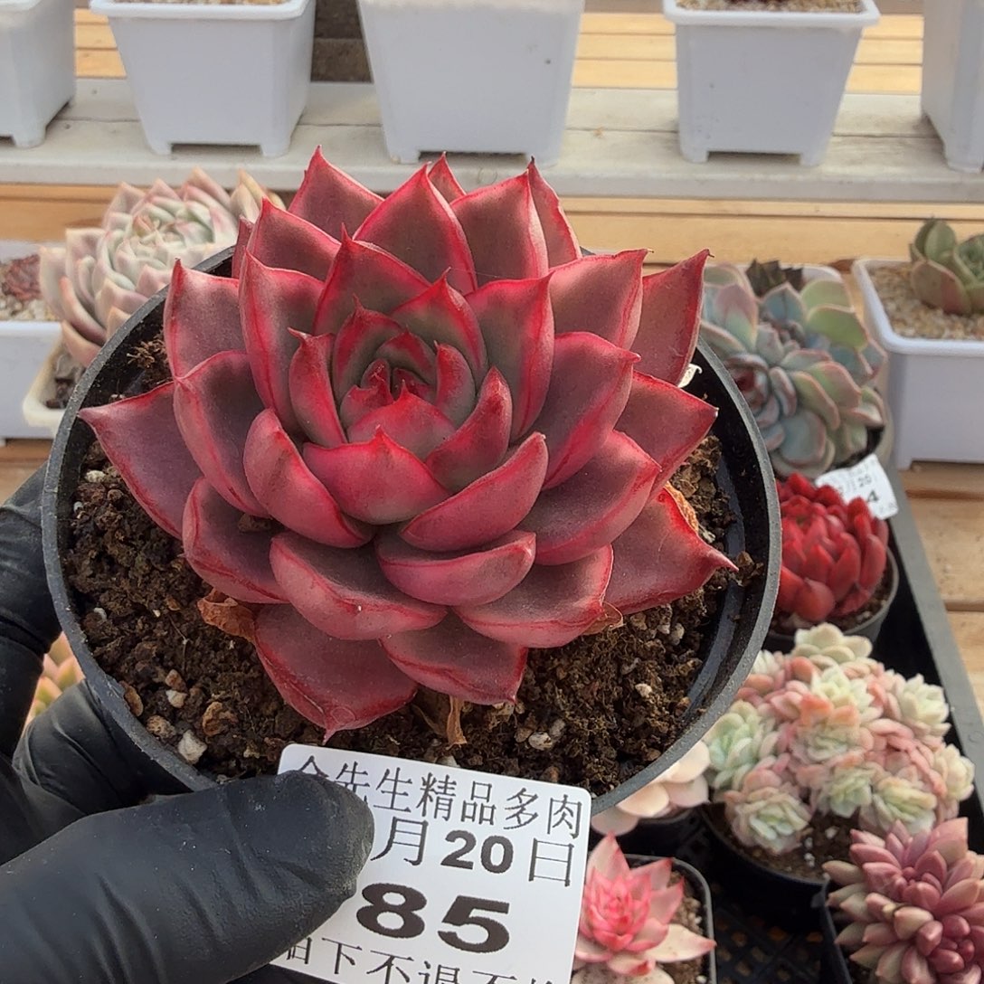 1220-85漂亮玛丽亚锦