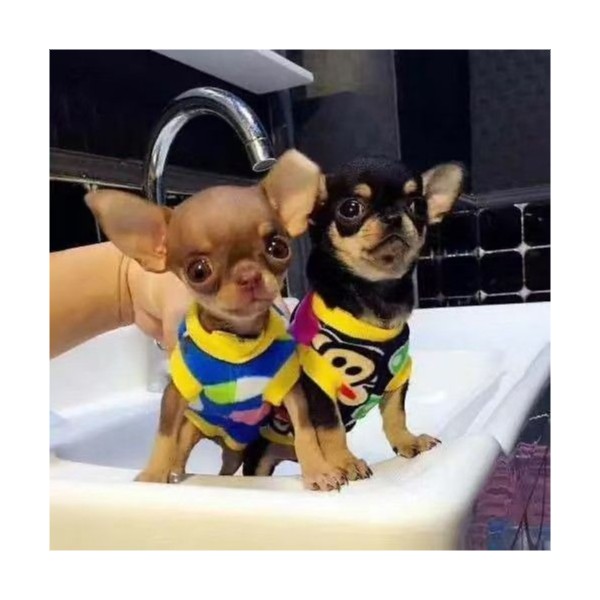 吉娃娃幼犬小型犬小体便宜小狗狗真狗活物家养宠物幼崽幼宠包邮