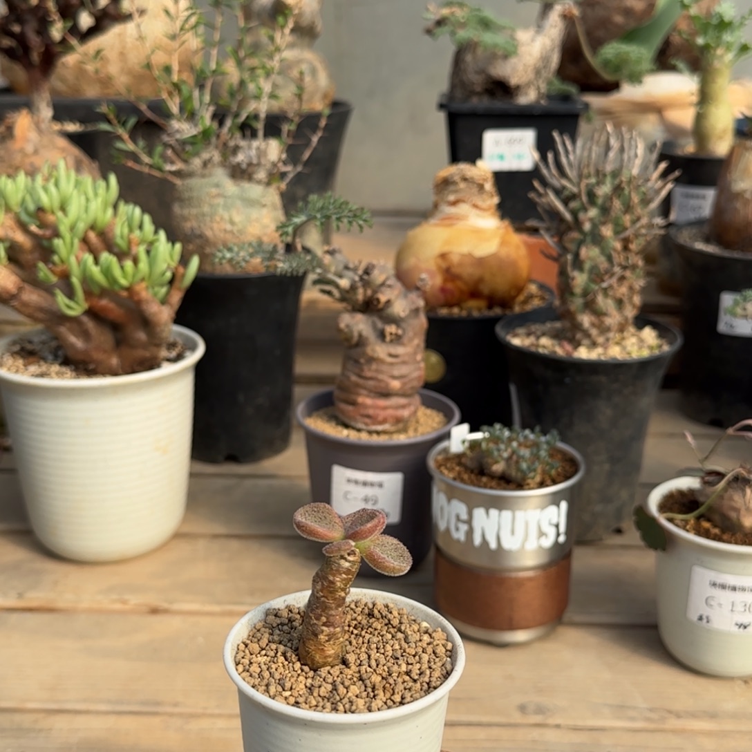 189薛辉圣塔不带盆