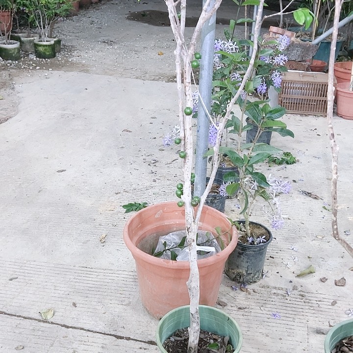 ?**鸭乔尼尔苗22345688