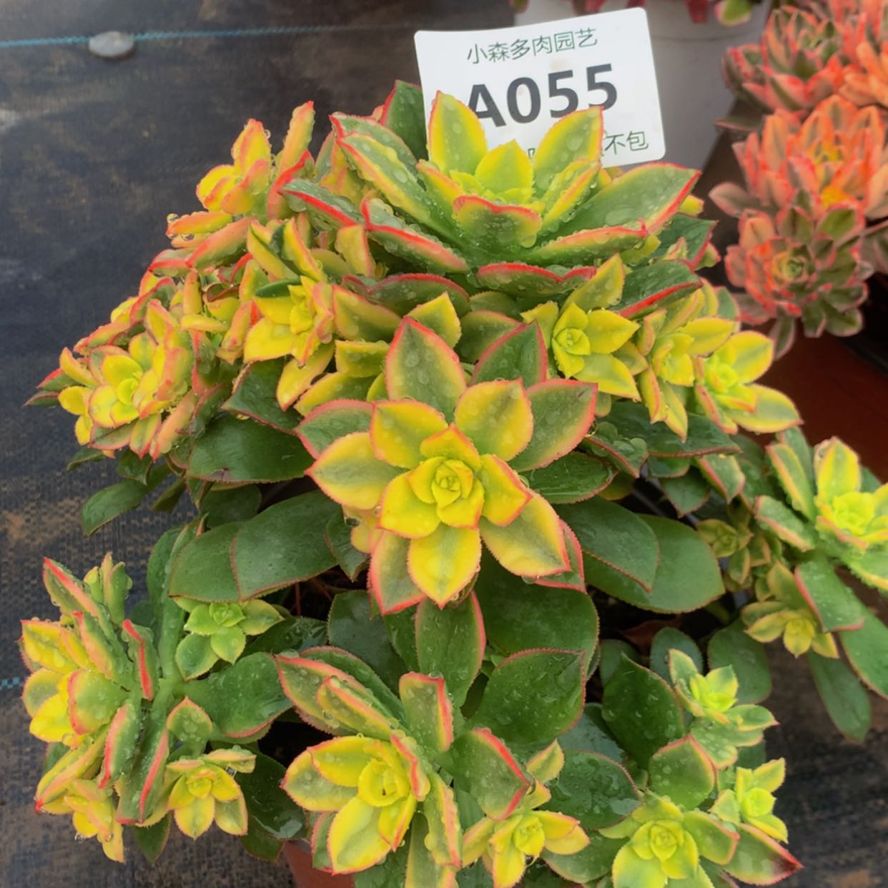 【闪购商品】55艳日辉多肉