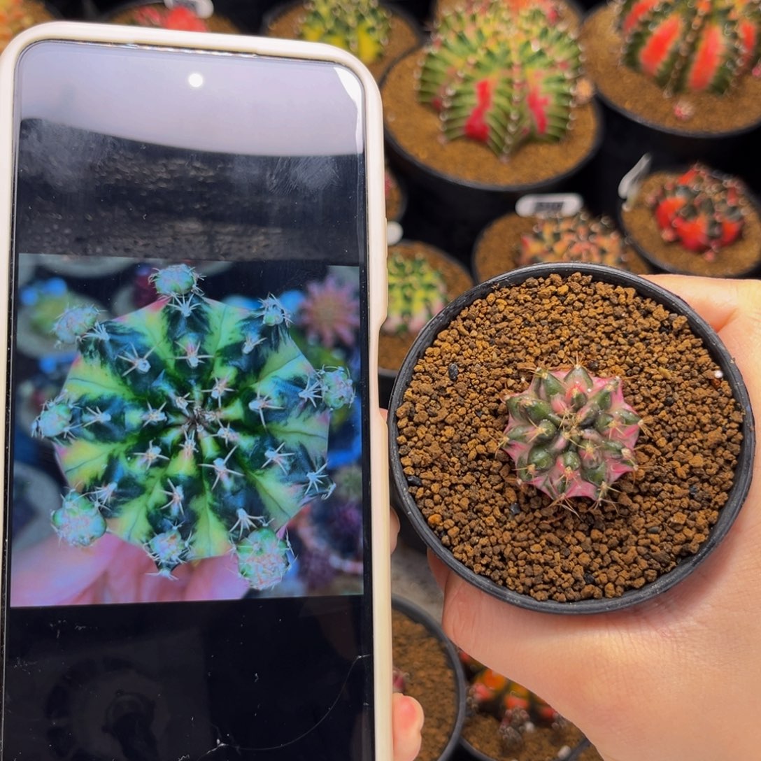 潜水艇 米哈仙人球