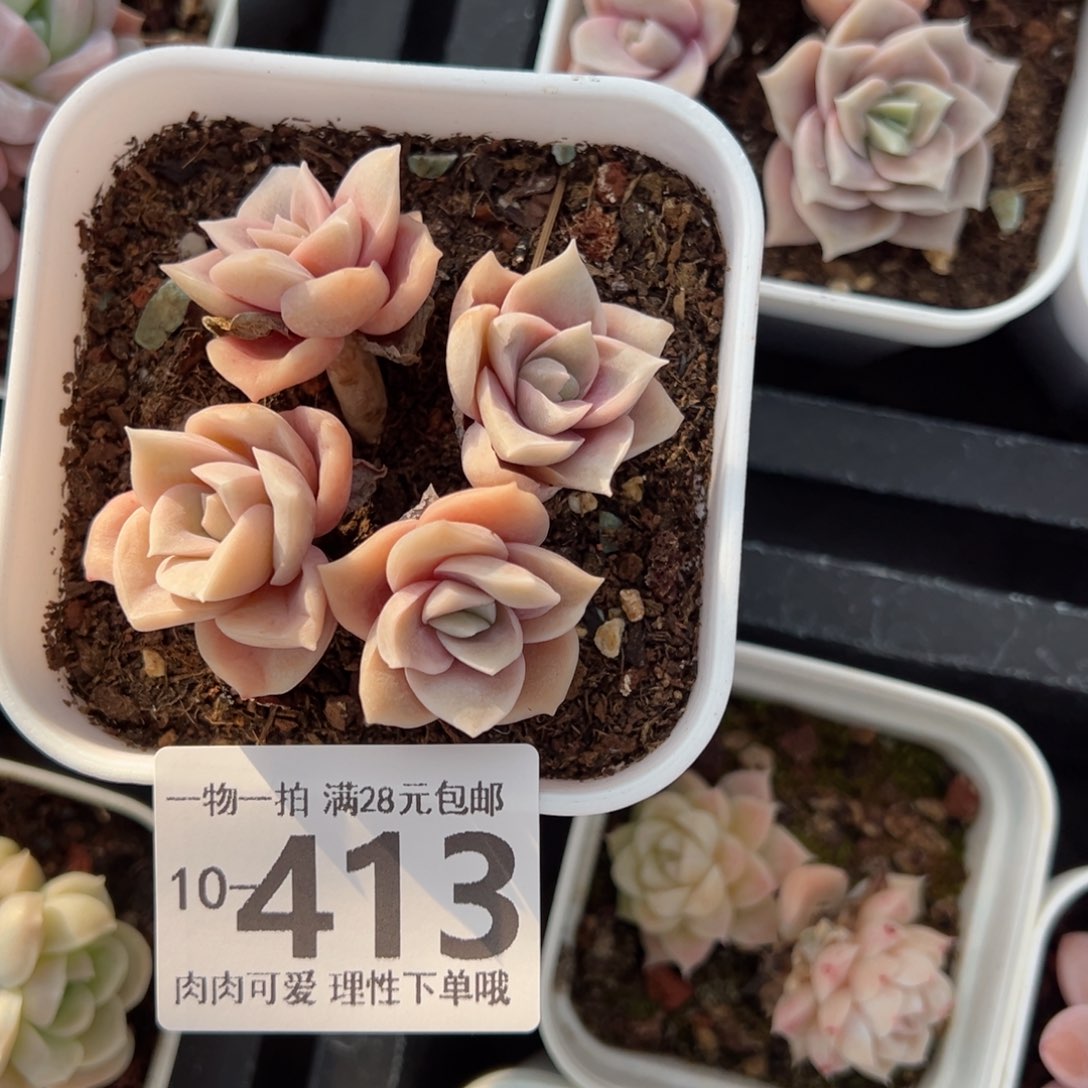 可爱玫瑰多肉多肉多肉多肉多肉