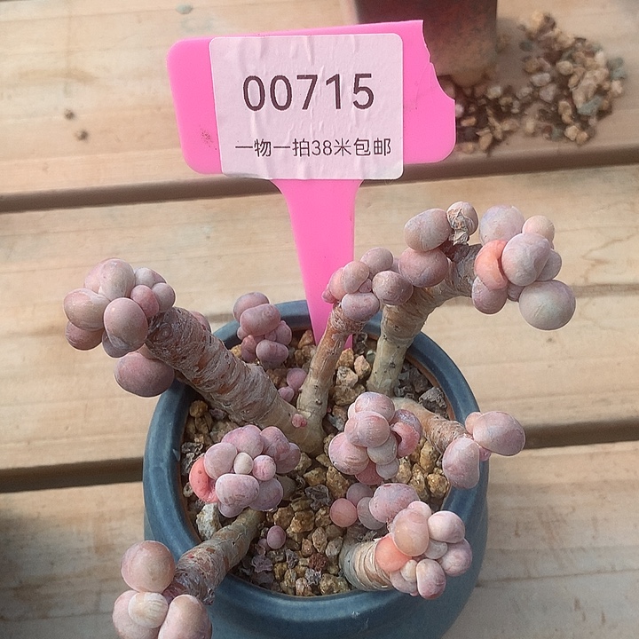 00715册璐璐哦哦哦喽