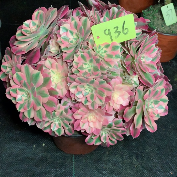 936粉女巫多肉一物一拍