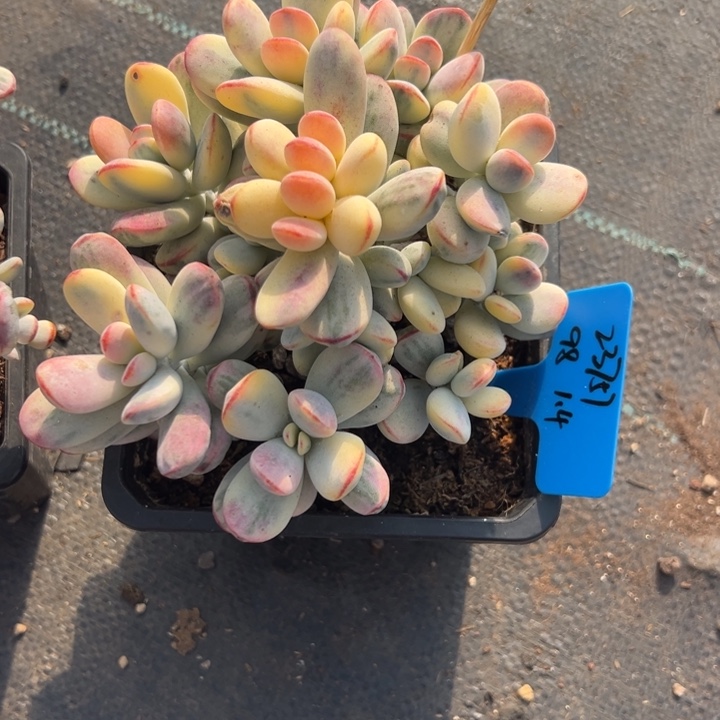 用***7无花朵福娘锦无砍捧花