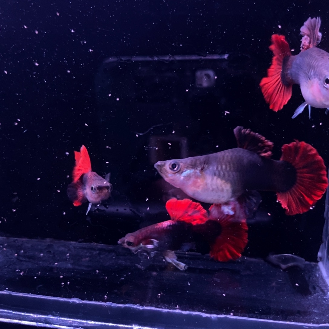 蚩***、孔雀鱼菊花帆两对