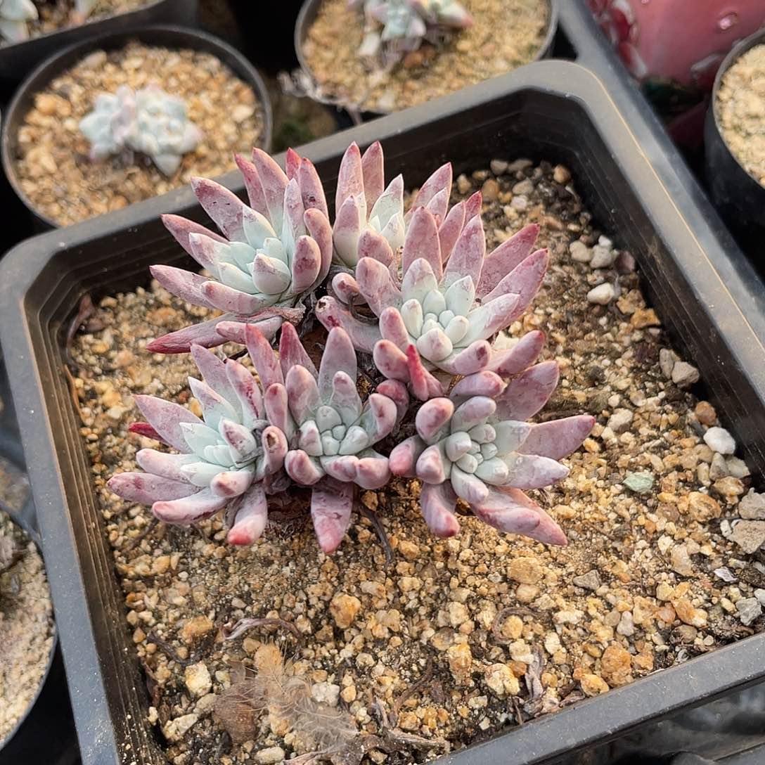 原始种棒叶仙女杯