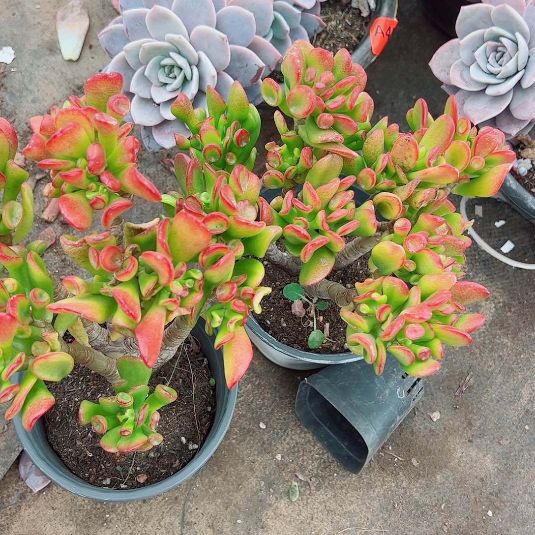 吸财树多头造型精品