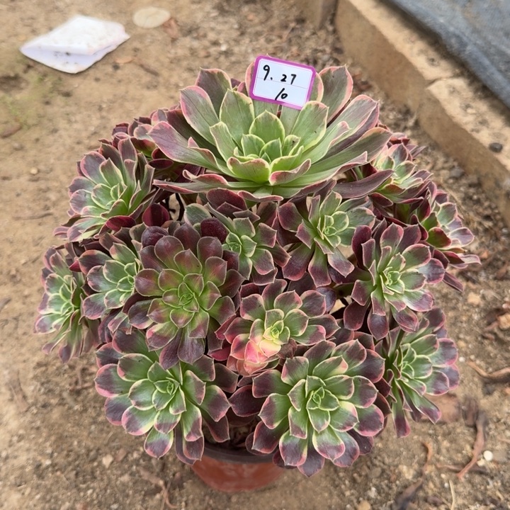金丝缺多肉植物10