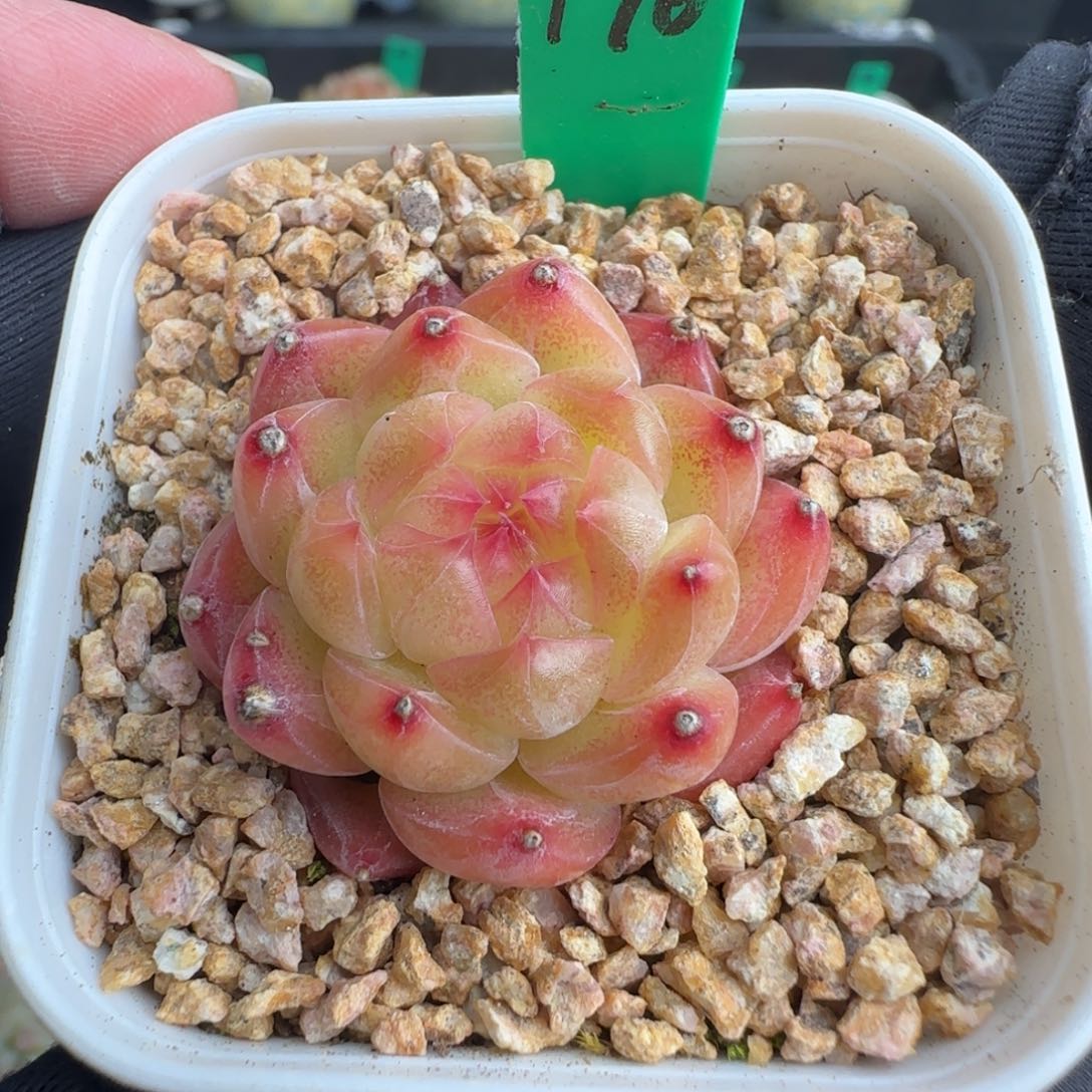 多肉170   糖心   5厘米盆