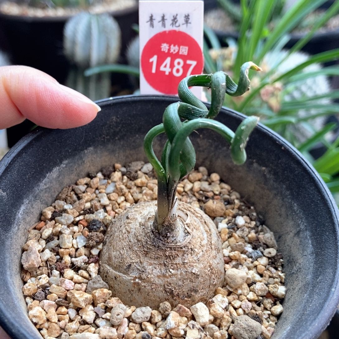 钢丝弹簧草一颗仙人球