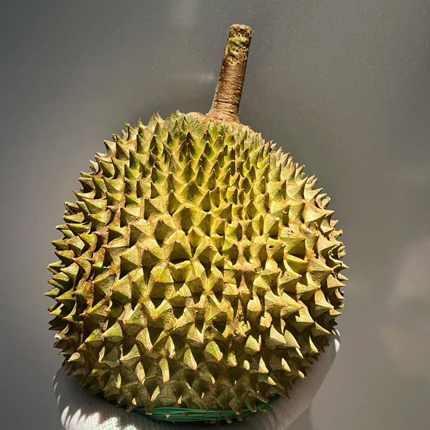 【马来西亚液氮榴莲】小品种g 金凤朱雀红肉小品种马来西亚