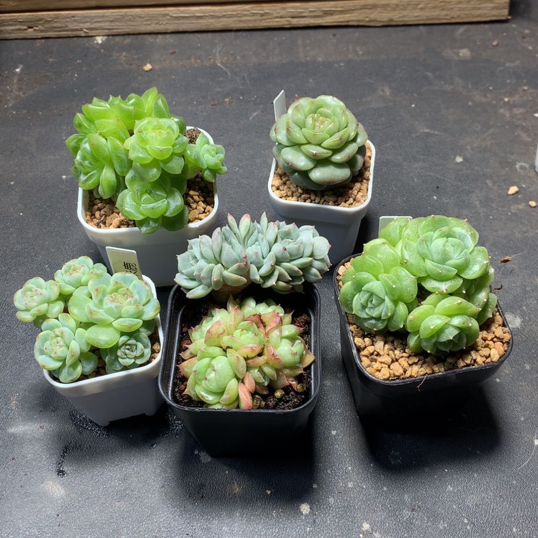 阿凡多肉一物一拍剪刀手