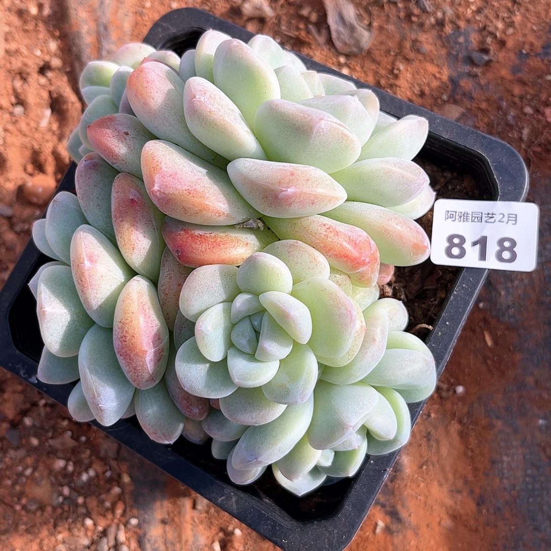 阿雅园艺。 不售后818