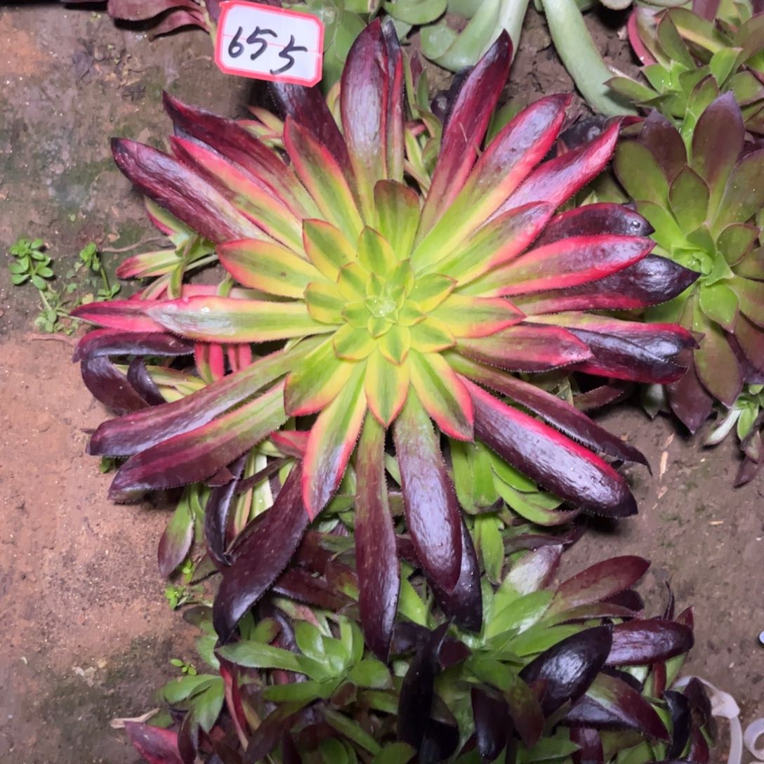 655多肉植物孔雀七彩