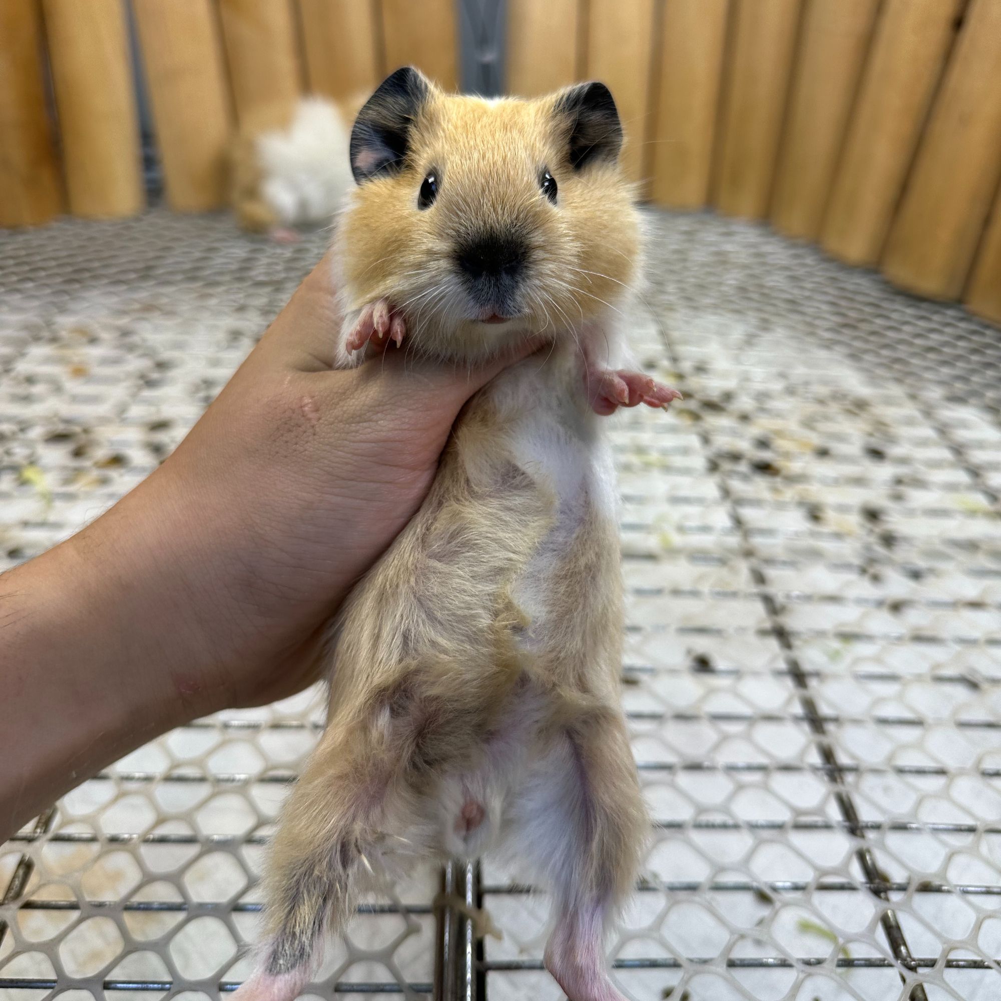 奶黄加州弟弟京东快递包邮豚鼠