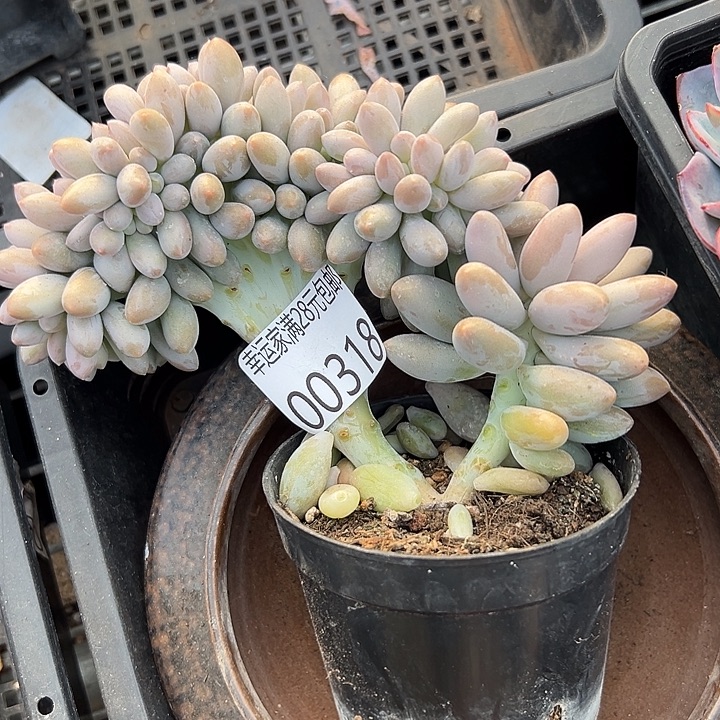 幸运的人会遇到你喜欢你