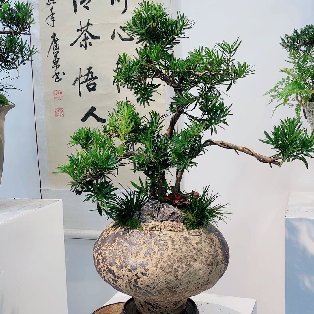 无花朵高端盆景一物一拍