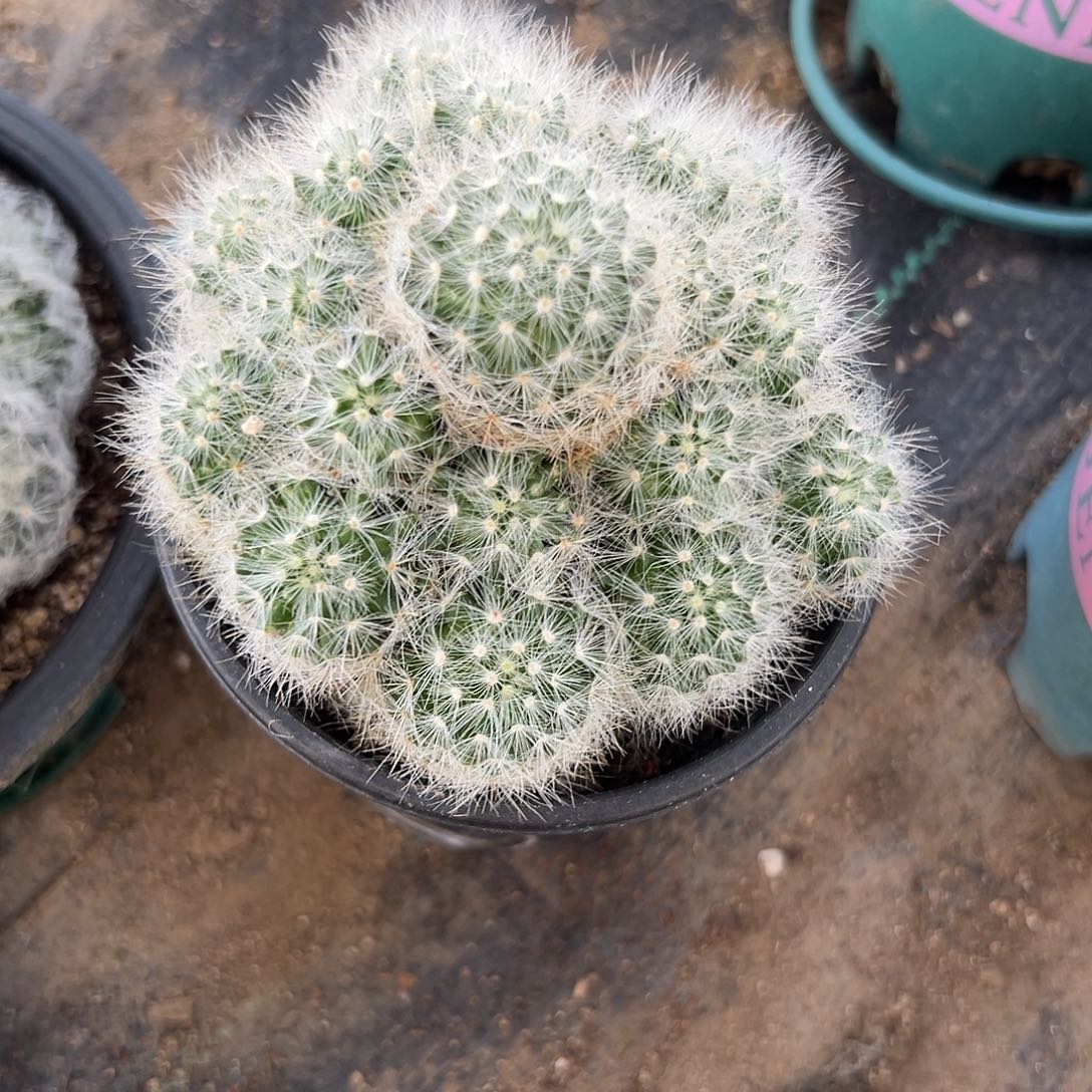 多肉植物芳香丸开花