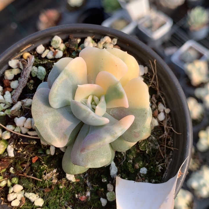 雪精灵锦多肉植物