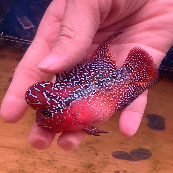 许***。罗汉鱼金花88888888888888