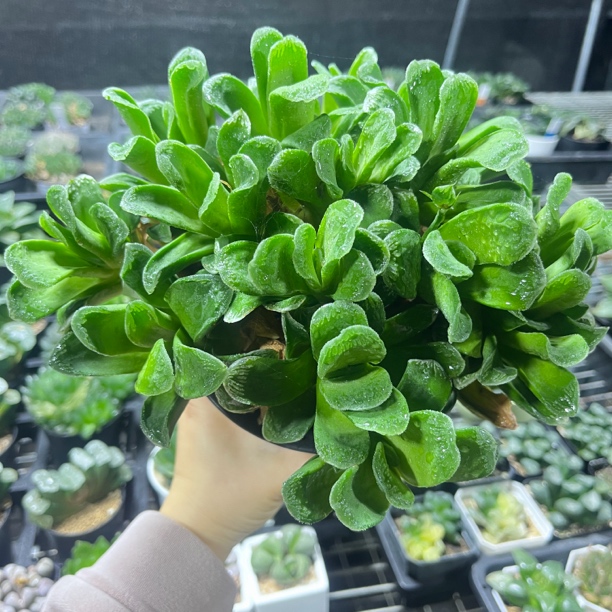 【特价特价】超大十年母本琥斑玉扇群十二卷多肉植物