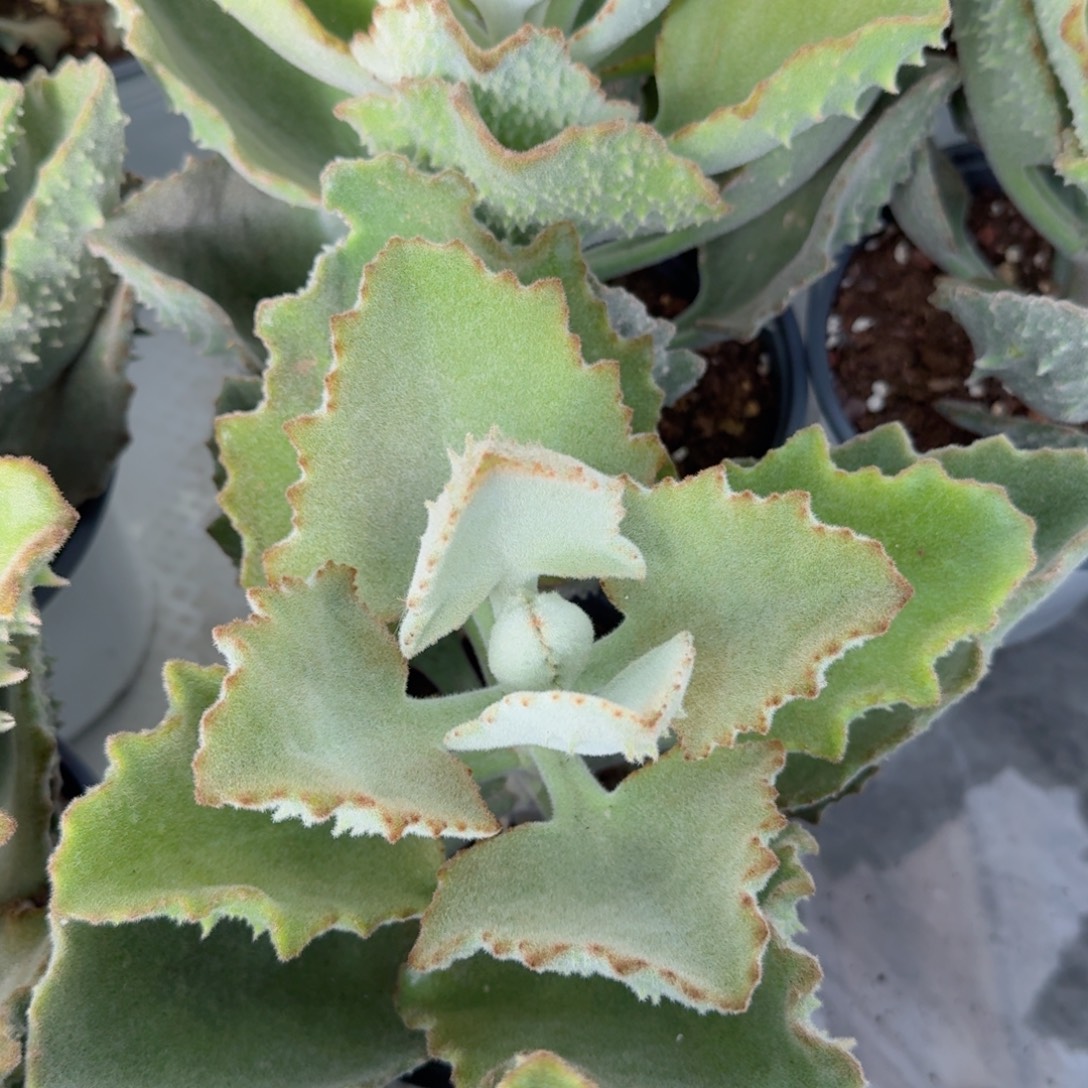 鑫***G兔耳两颗 安吉园艺锦