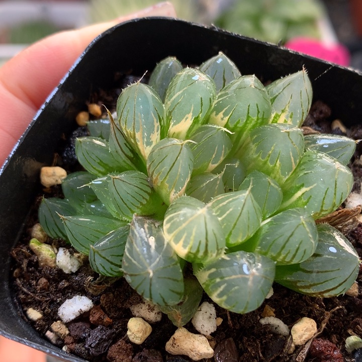 霓虹灯玉露锦带盆土发货