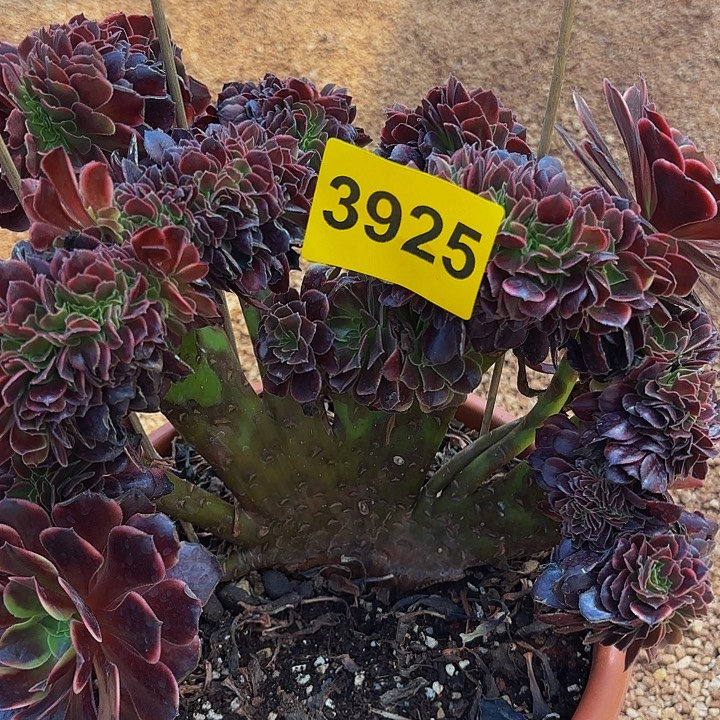 多肉植物缀化3925