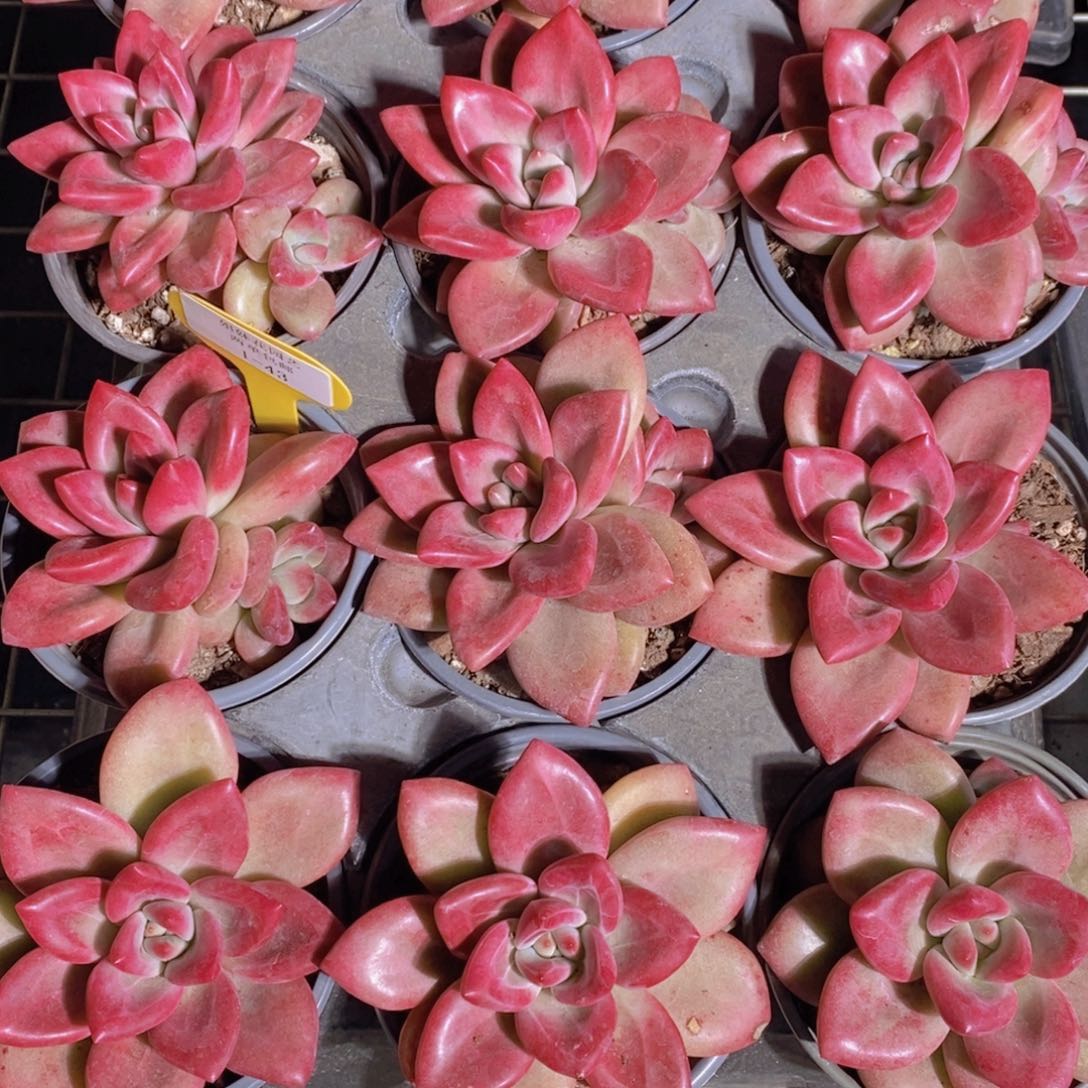 1-43-正版母本精品赫菲斯托一个