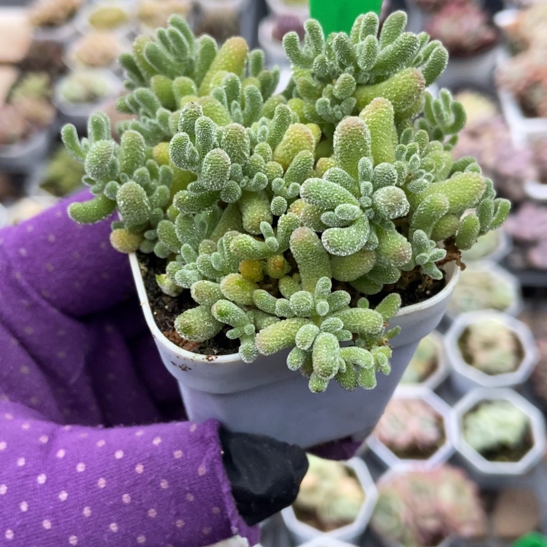 1681冰晶多肉植物多肉