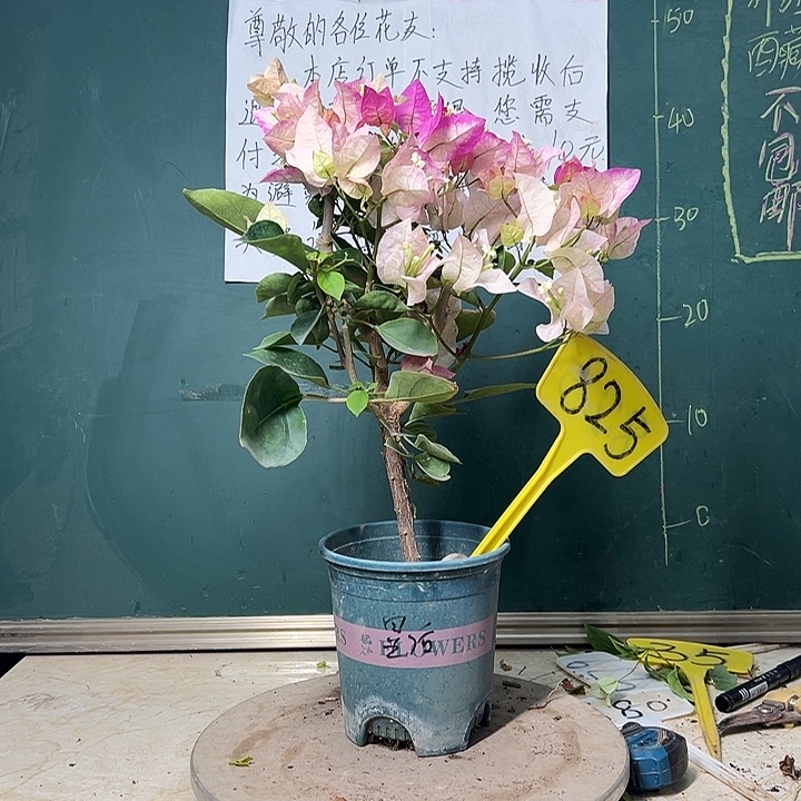 完全开放皇后 825