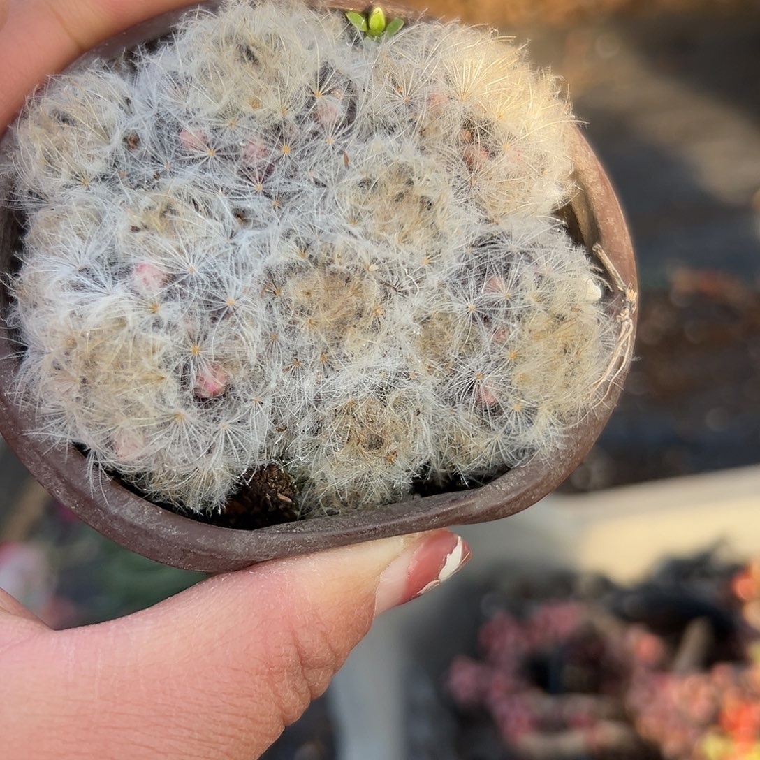 多肉植物白星啊呃开花