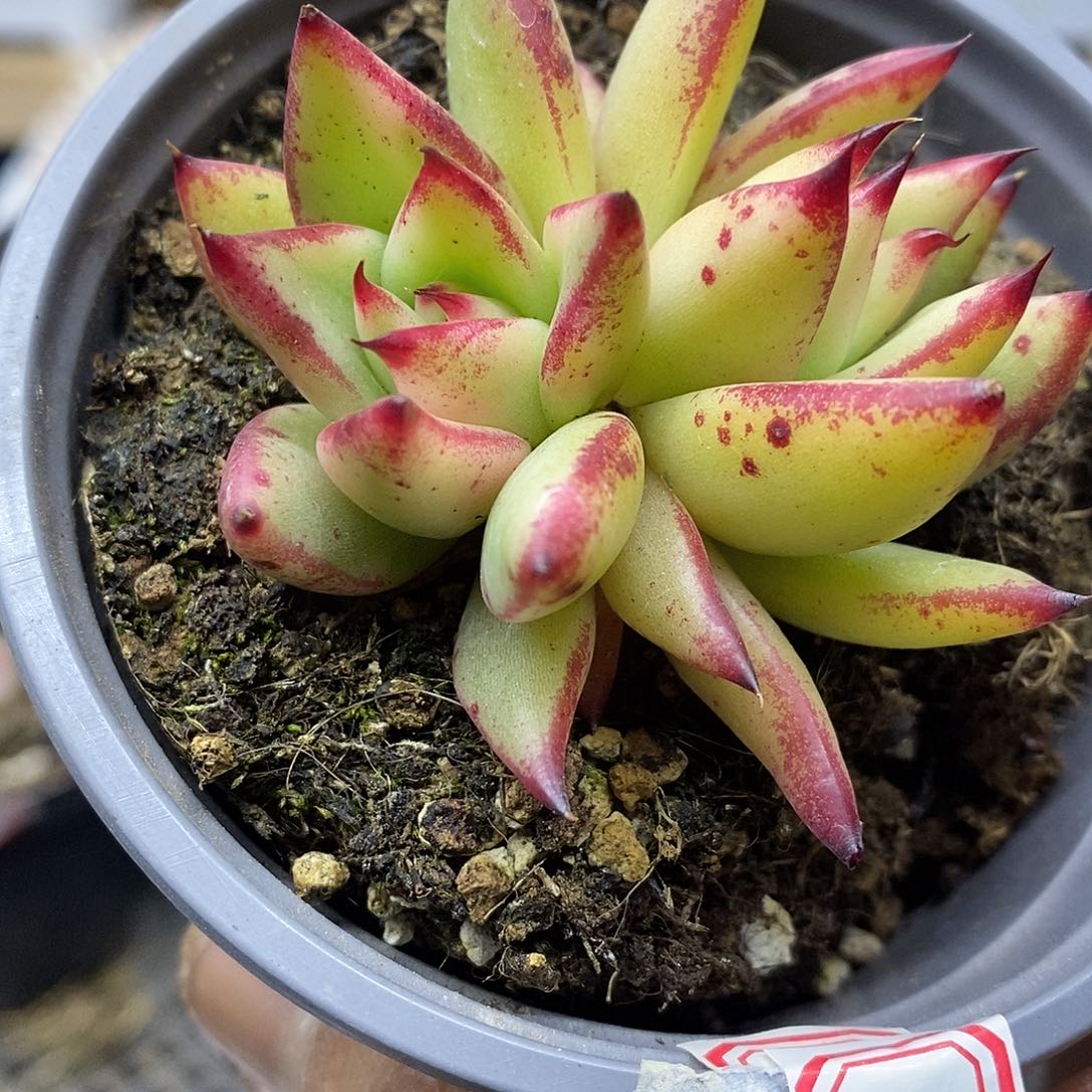 02185 不知名玛利亚锦双头